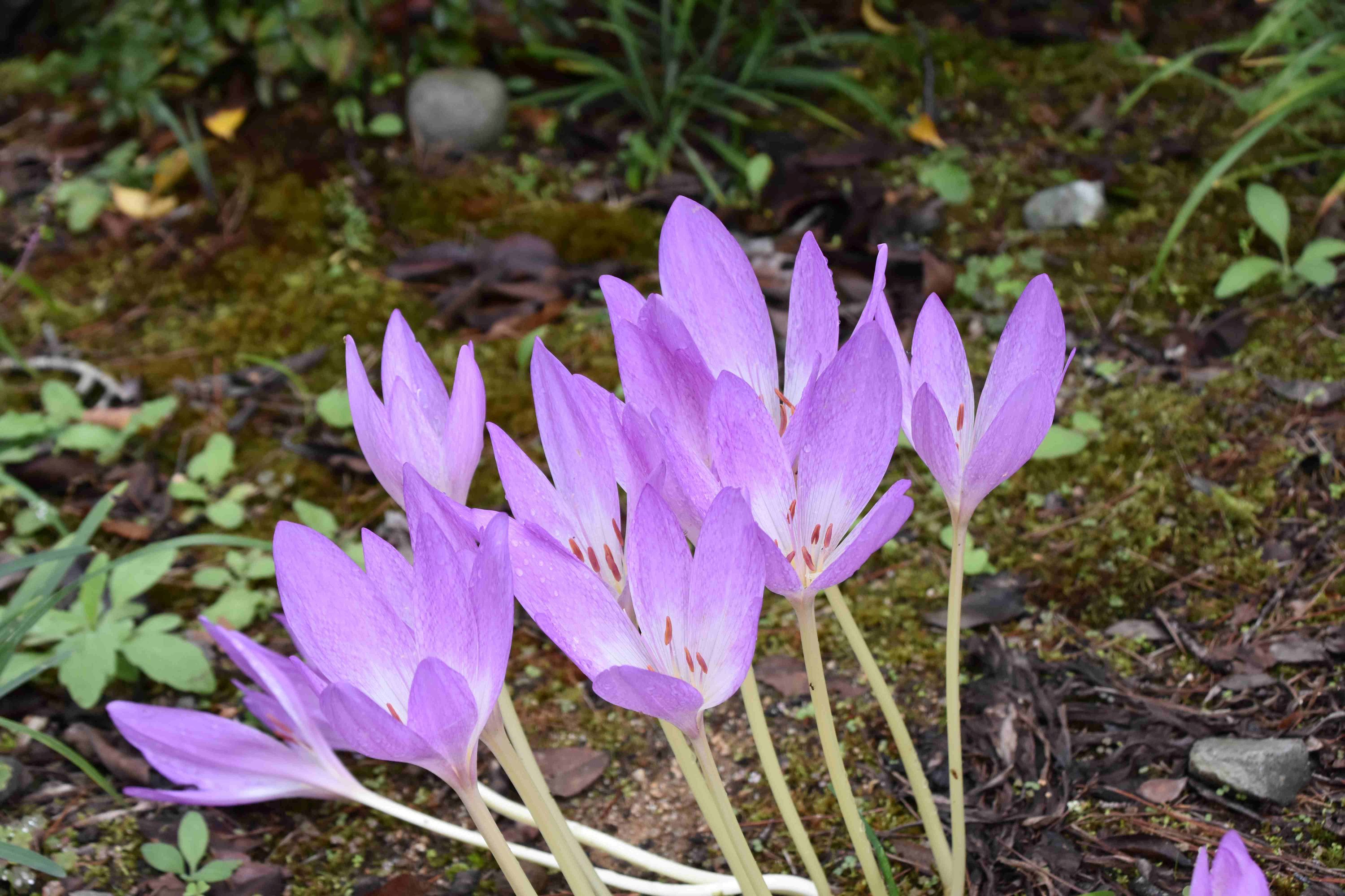 2025年度芋煮会・BBQ