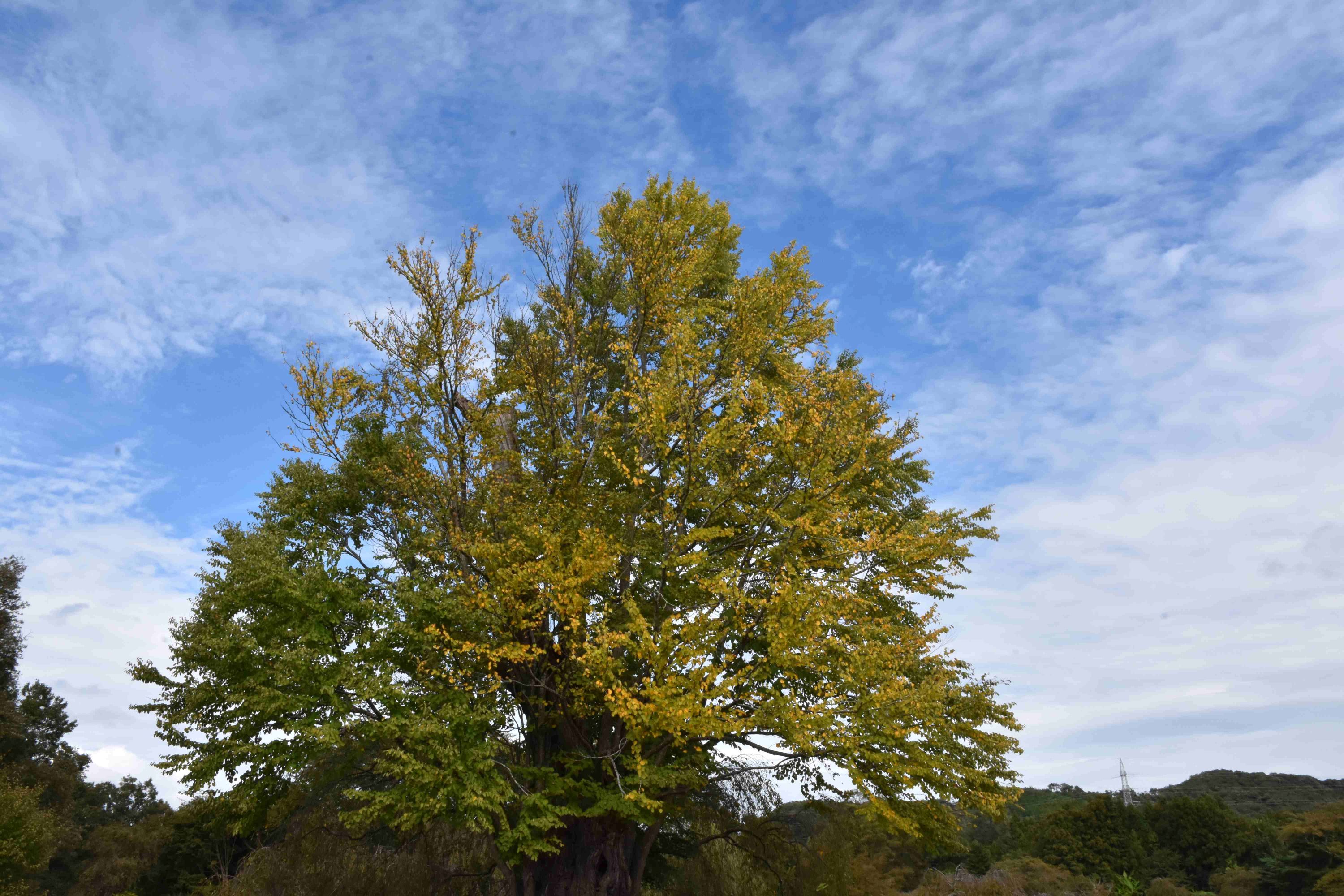 2025年度芋煮会・BBQ