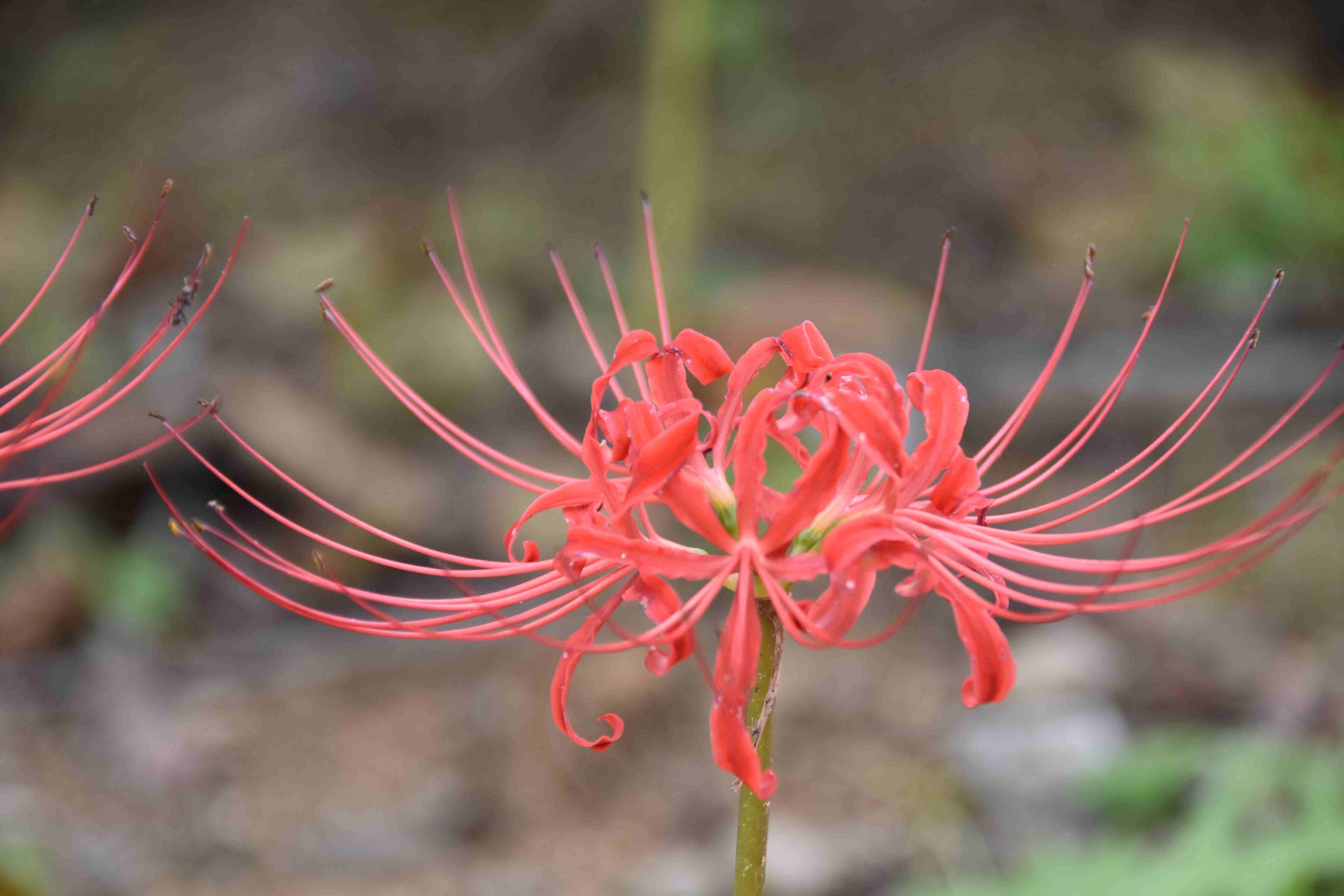 2025年度芋煮会・BBQ