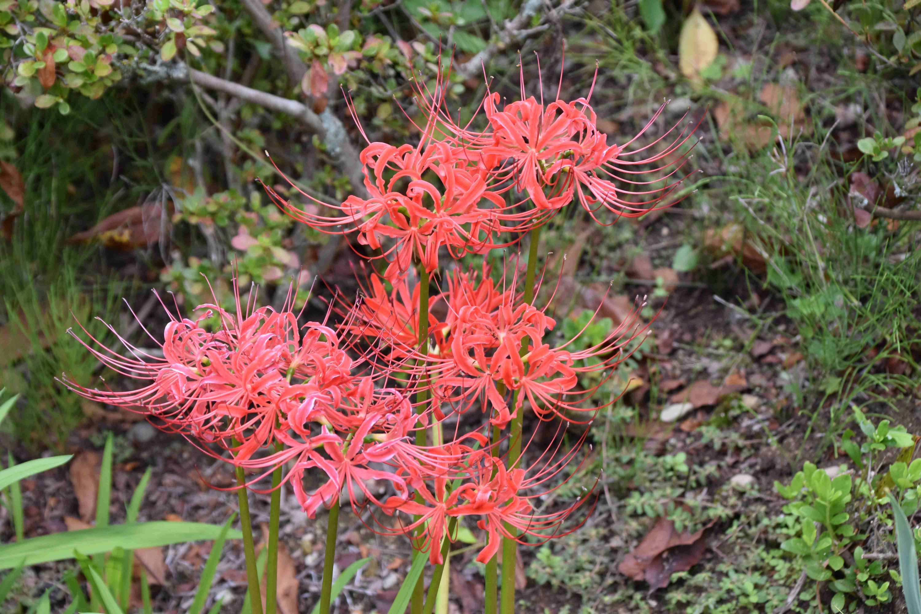 2025年度芋煮会・BBQ