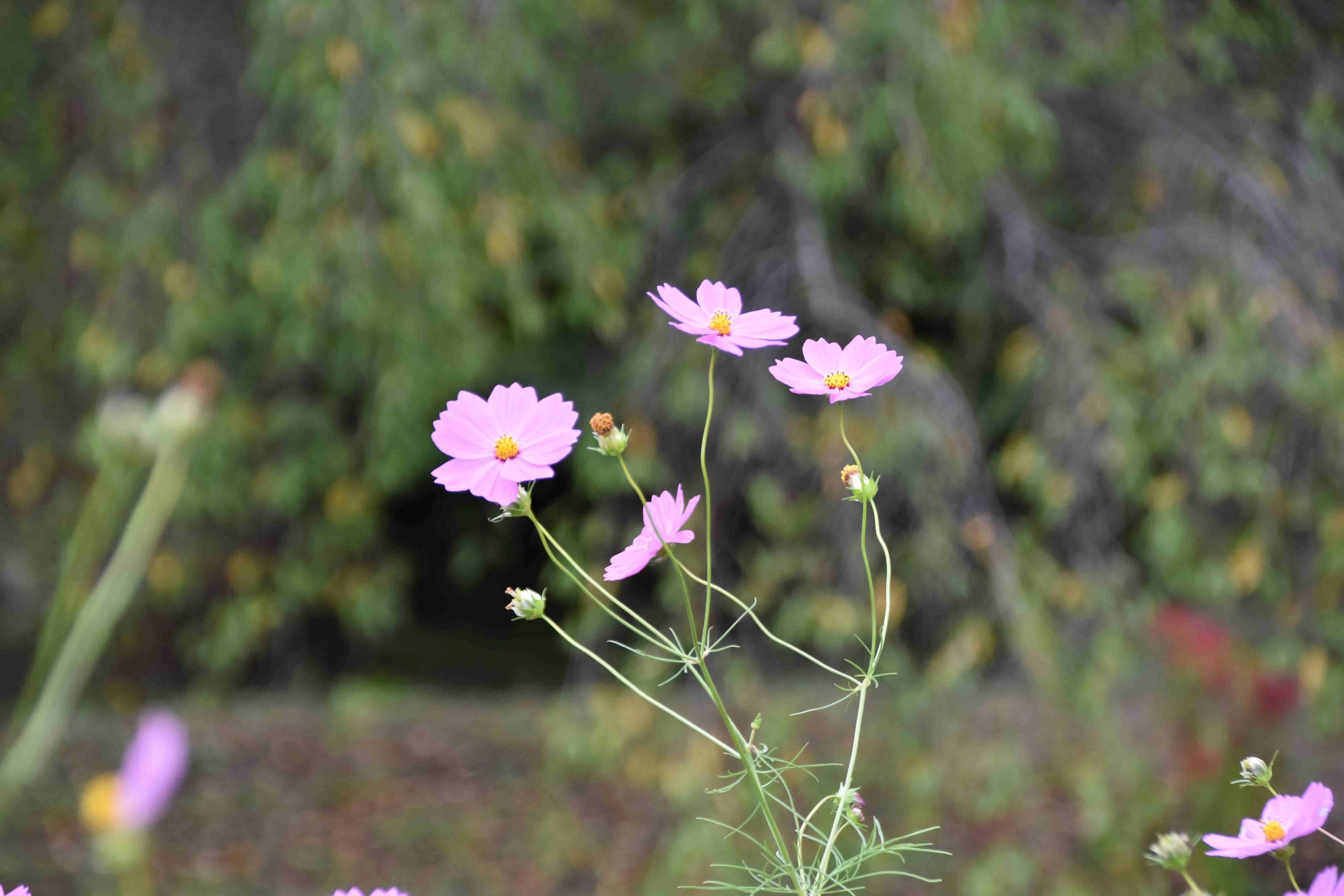 2025年度芋煮会・BBQ