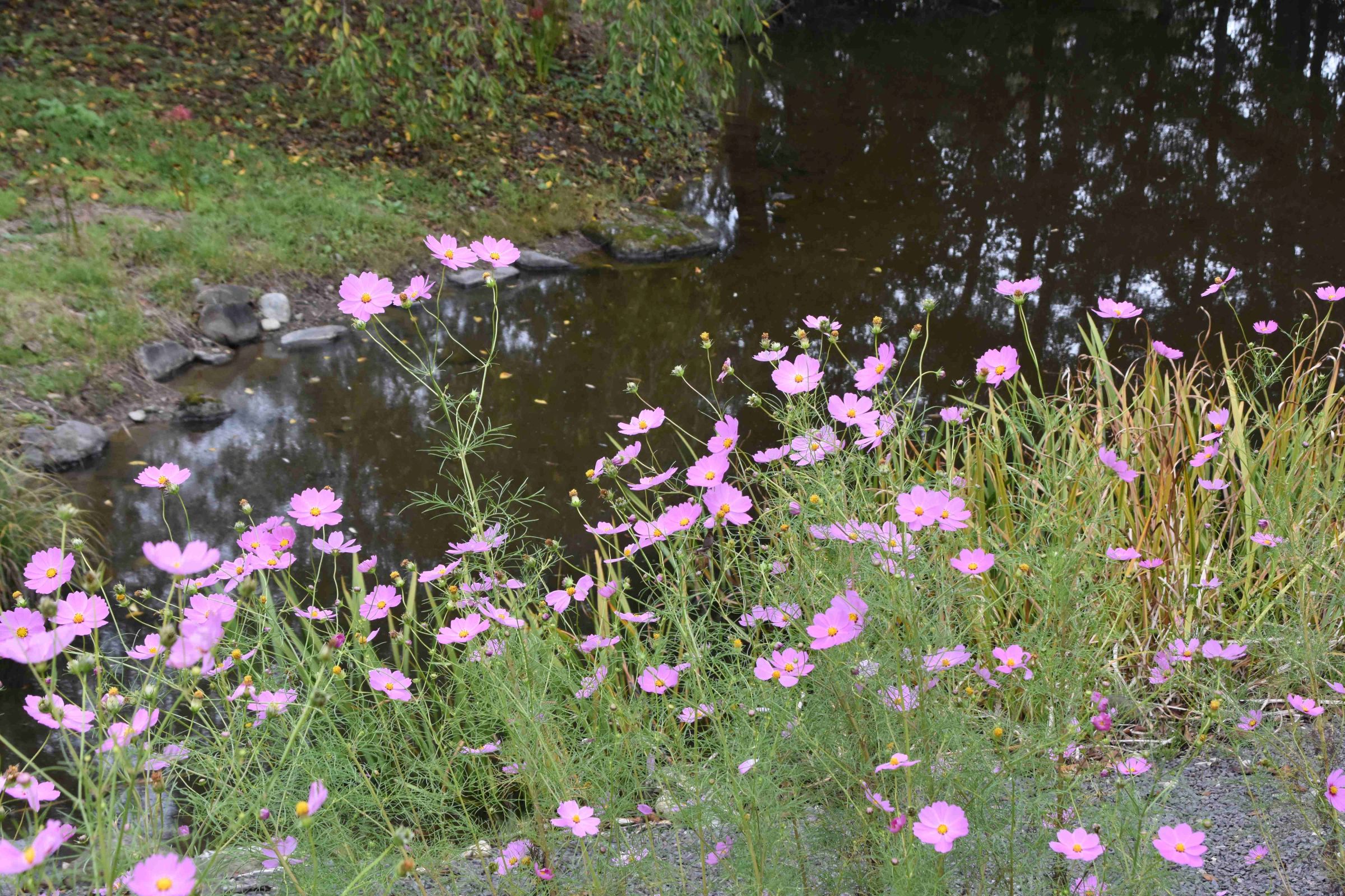 2025年度芋煮会・BBQ