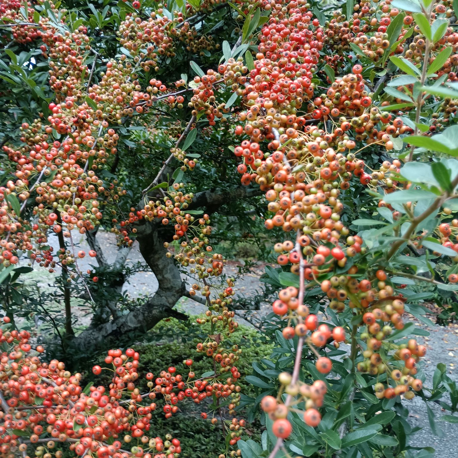 2025年度芋煮会・BBQ