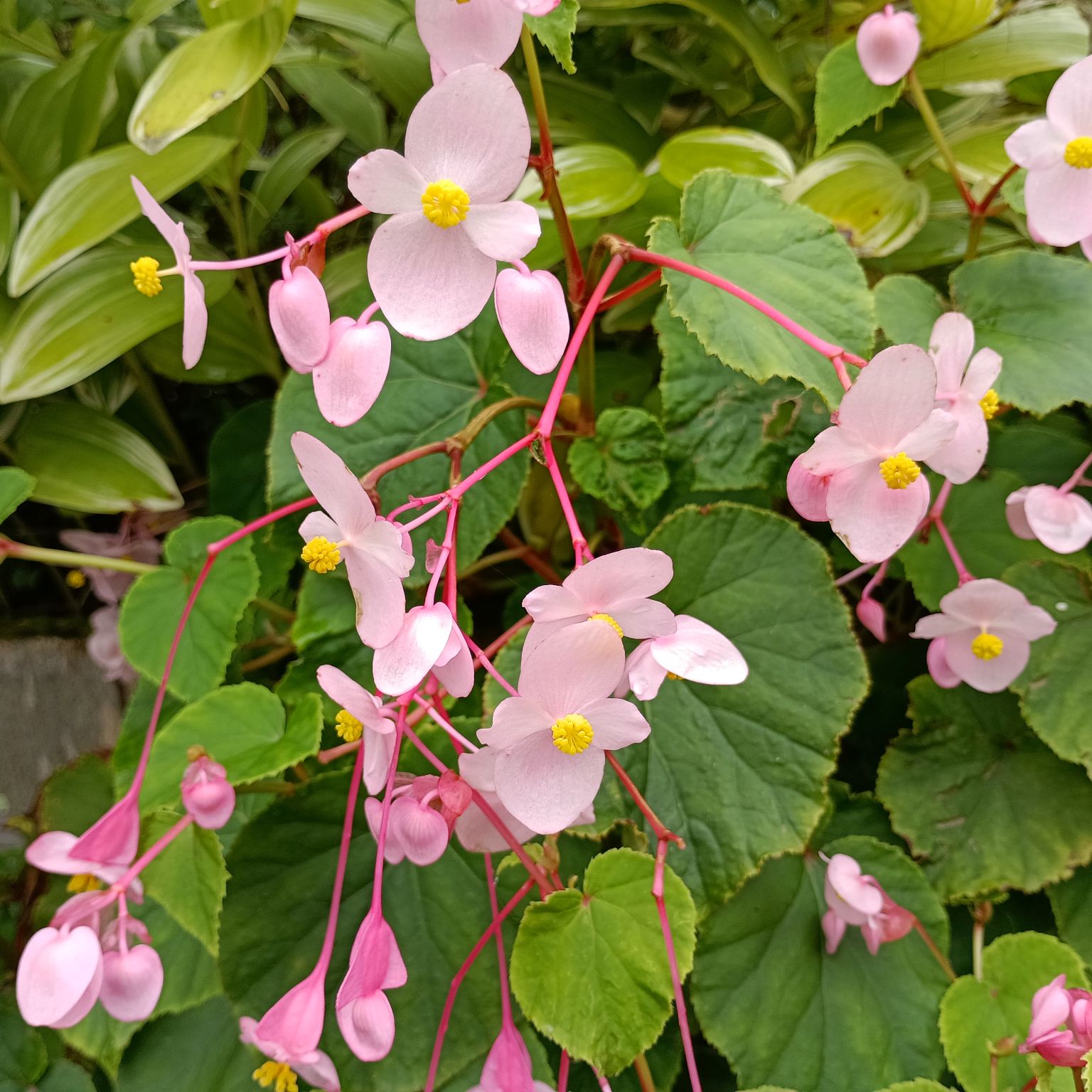 2025年度芋煮会・BBQ
